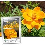 Sulphur Dwarf Gold Cosmos Flower Seeds for Planting, 100+ Flower Seeds Per Packet, (Isla's Garden Seeds), Non GMO & Heirloom Seeds, Scientific Name: Cosmos Sulphureus, Great Home Garden Gift