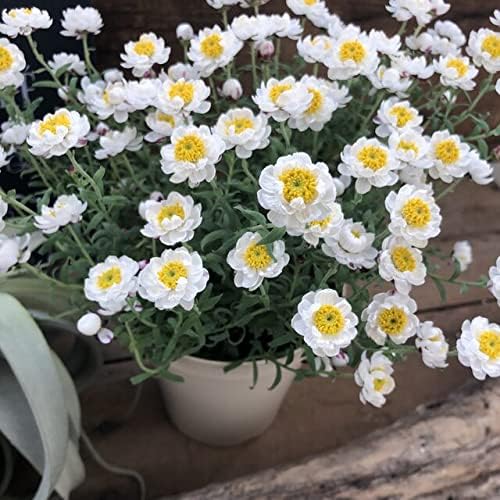 Amazon Co Jp 花かんざし 開花が長い ガーデニング インテリア Diy 工具 ガーデン