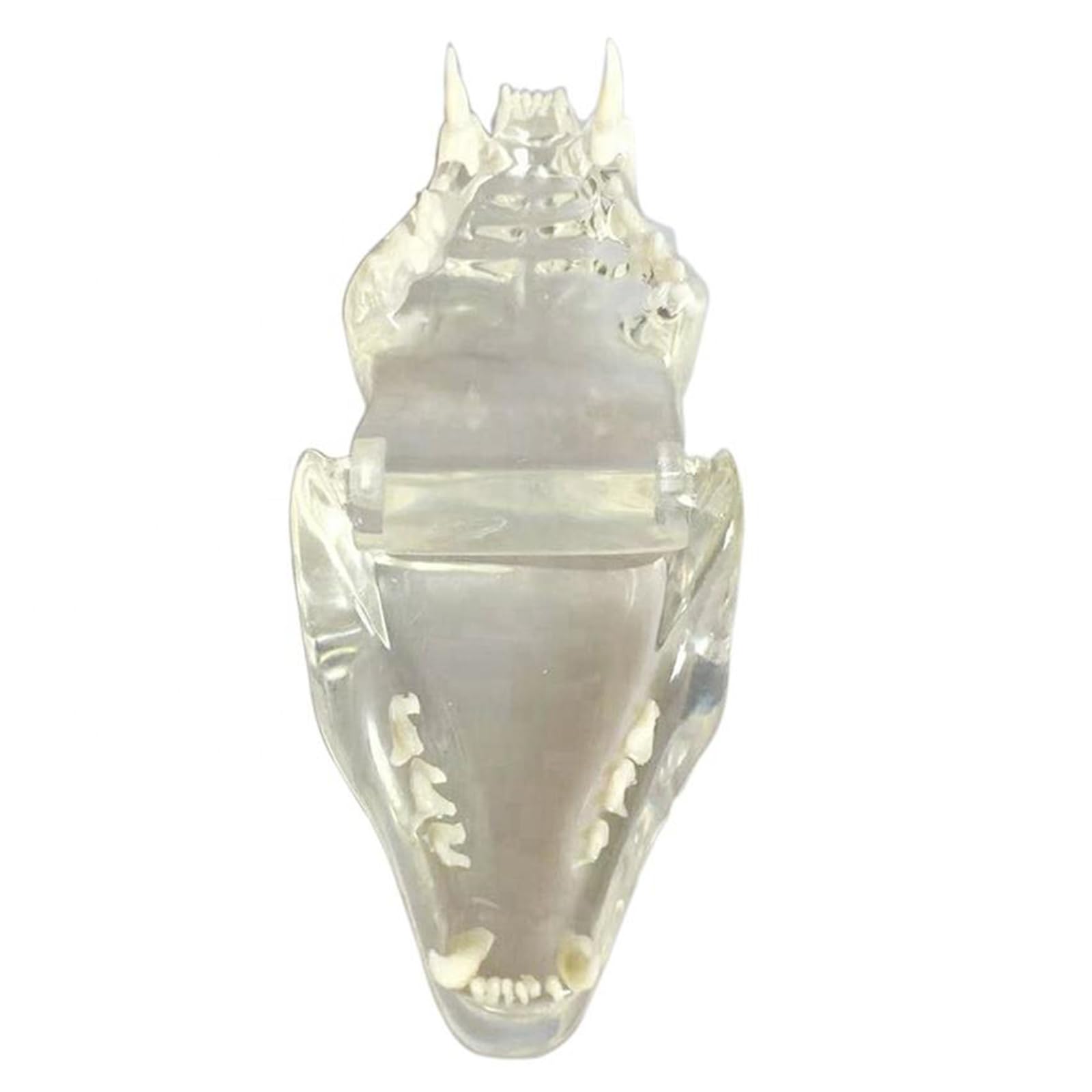 Modelo Anatómico De Cráneo De Gato, Mandíbula Y Hueso Transparente para Dientes De Perro, Modelo De Dientes Bucales para Clínica Veterinaria (Transparente, 8 Cm,Transparent-8cm