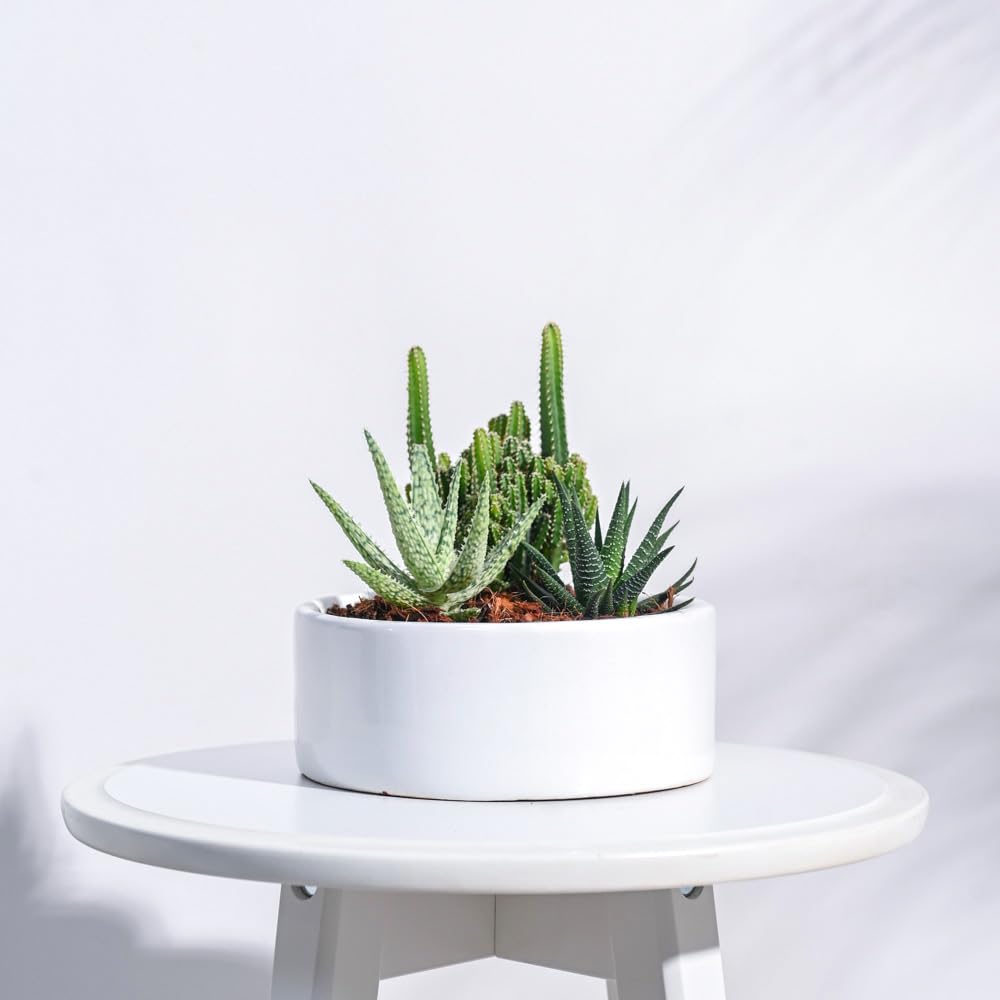 UGAOO Lilac Stories 6022W White Ceramic Pot (7 Inch Top Diameter) (B08QZY2NN6) Amazon Price History, Amazon Price Tracker