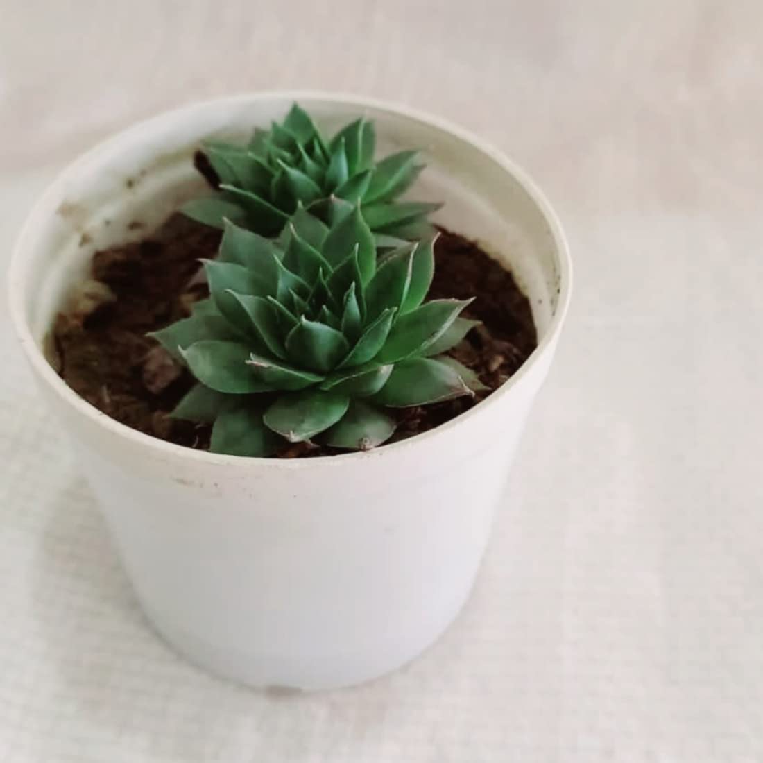 Chaitanya vermico original red tip laxmi kamal, sempervivum live plant