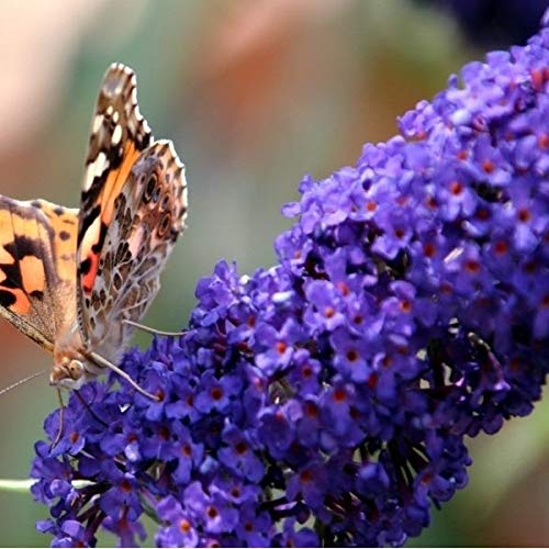 Buddleja dav. 'Empire Blue' (Vlinderstruik) 30 cm in 2 liter pot