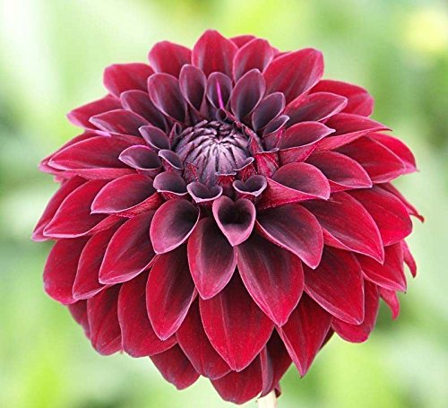 Ｄahlia☆様 Dahlia 'Nicholas' – Zetas Garden - Online Store