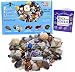 Dancing Bear Rock, Mineral & Fossil Collection Activity Kit with ID Sheet & Rock Book, Plus Ammonite, Shark's Tooth in Matrix, Fossilized Poo, 2 Geodes & Arrowheads,(Over 125 pcs and NO Gravel) Brand