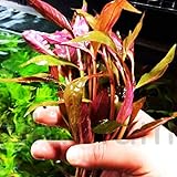 Alternanthera Lilacina Bundle Freshwater Red Stems Live Aquarium Plant
