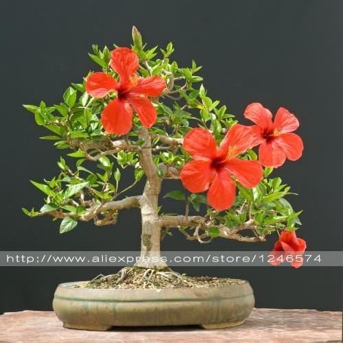 100 bonsai Hibiscus syriacus Flower Seeds, Mix Color, DIY
