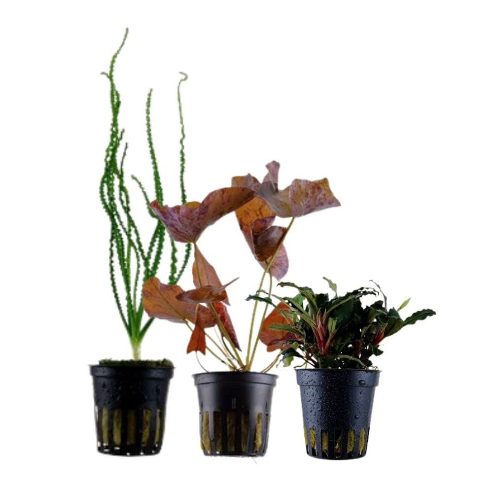 AquaOne Aquarium Pflanzen 3x Wasserpflanzen Set Exclusiv Aquascaping