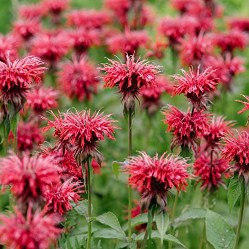 Clovers Garden Bee Balm Jacob Kline (Monarda) Plants Two (2) Live Plants Non-GMO - Not Seeds - Each 4 to 8 Tall in 4 Inch Pots Hardy Flowering Perennial Pollinator Favorite (Jacob Kline)