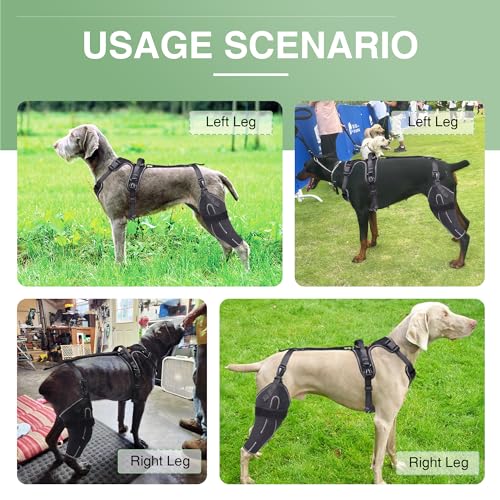 LISPOO Dog Knee Brace for Torn Acl Hind Leg,Dog Leg Braces for Back Leg for Support Luxating Patella,Cruciate Ligament,Dog Acl Knee Brace Warm Joint and Relief Pain,Dog Knee Brace(M)