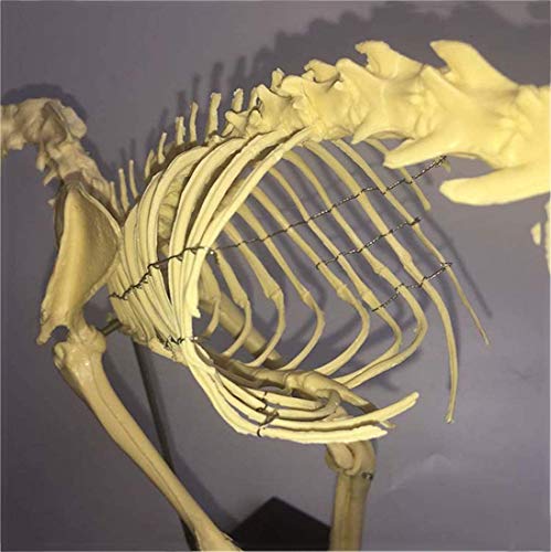 Squelette de chat AMITD pour comprendre l'anatomie vétérinaire