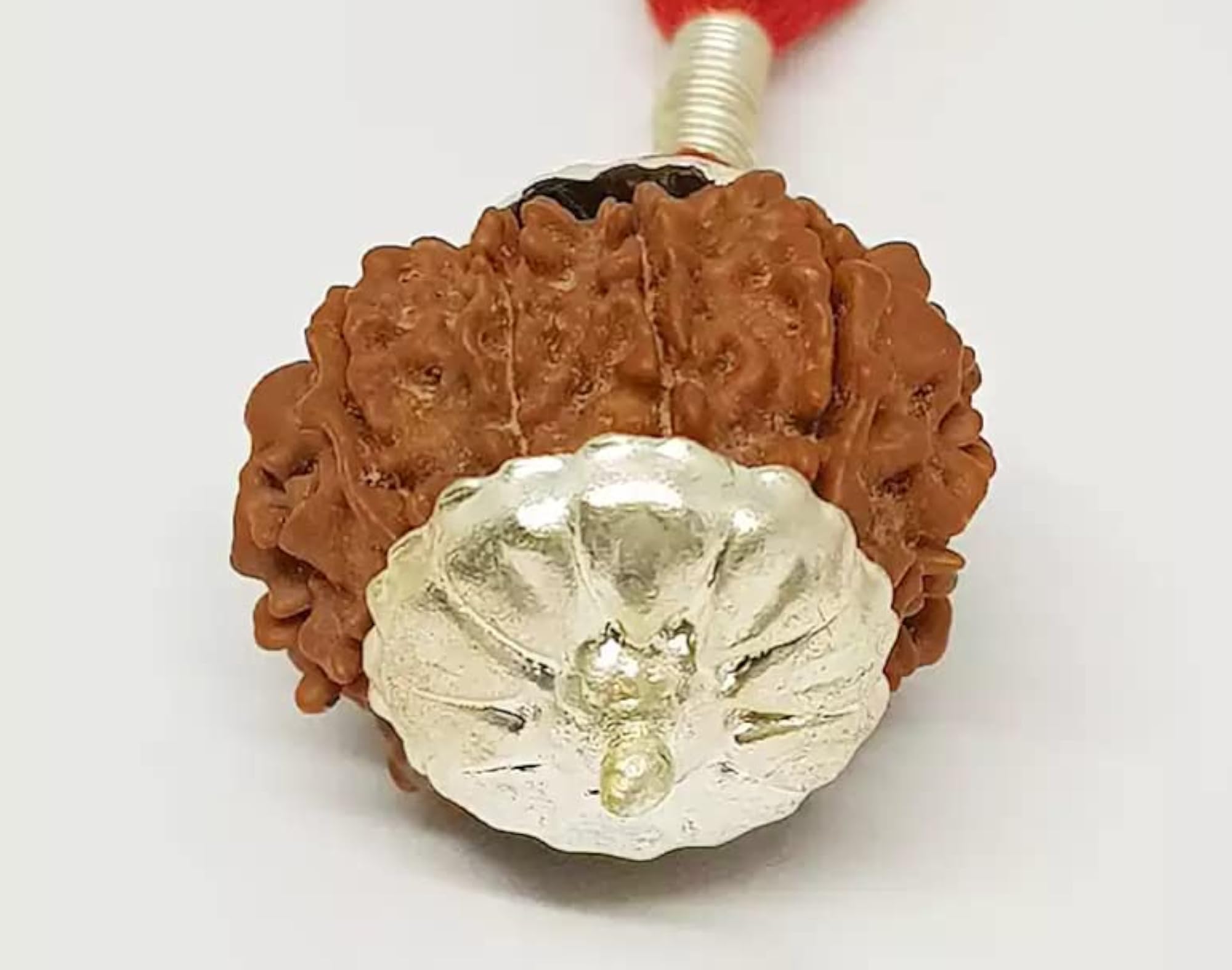 10 Mukhi Rudraksha Original Certified Nepali Big Size