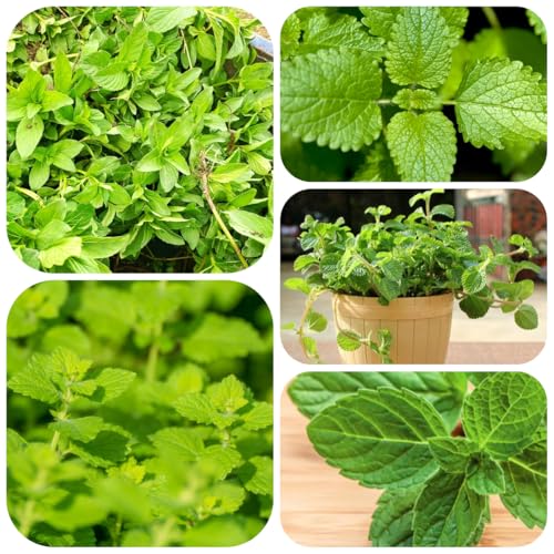 semillas de melisa orgánicas - jardín de interior bálsamo de limón cubierta perenne resistente raras, decoración sala de estar 300pcs