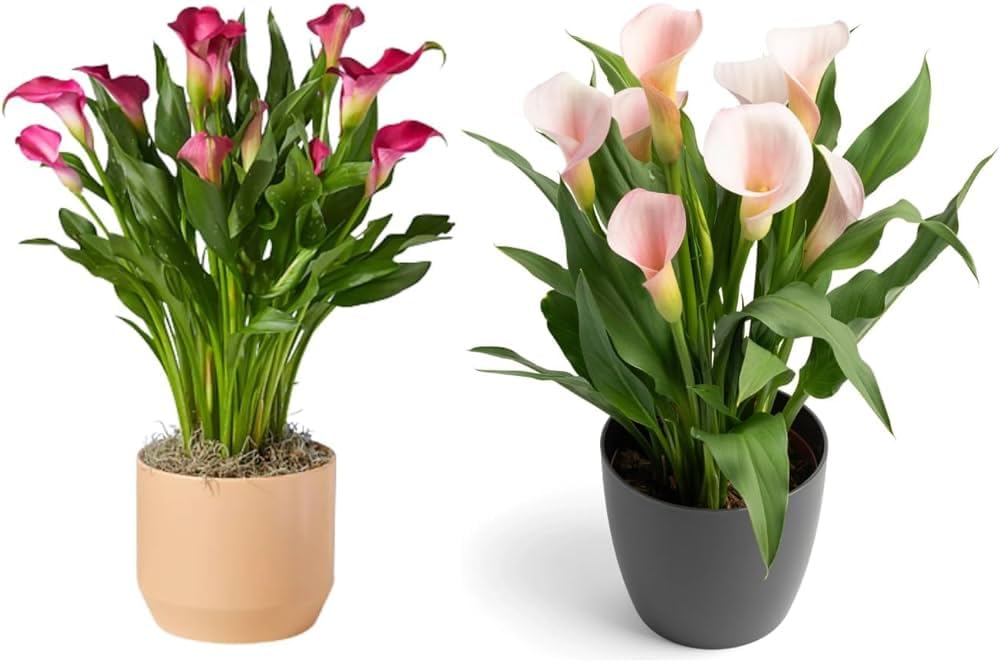 Live Peace Lily (Spathiphyllum) Plant ? Pack of 2 | Indoor & Outdoor Air Purifier, Oxygen Supplier, Plant with Round Pots for Living Room, Bedroom, House, Office (B0DCSSQT59) Amazon Price History, Amazon Price Tracker