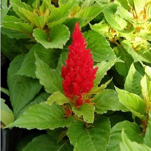 Fresh Look Plumed Celosia Red ~50 Seeds – AAS Winner—Non-GMO, Heirloom Annual—Cut Flower & Bedding Plant—Easy to Grow