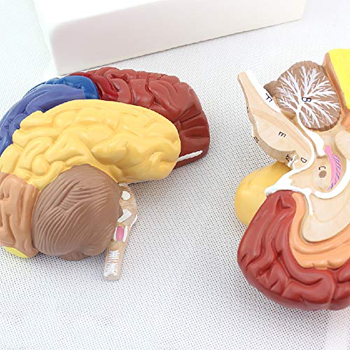 Modèle anatomique de cerveau humain régional avec cortex cérébral - 7