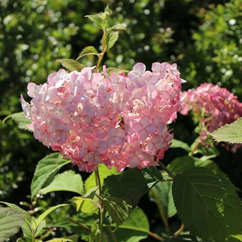 Pianta vera di Hydrangea arborescens Candy Bubblegum - Diametro Vaso Ø 18 cm