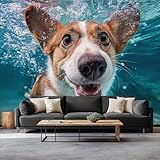 Turquesa Fondo de Pantalla PanoráMica 3d, Lindo Encantador Animales Corgi...