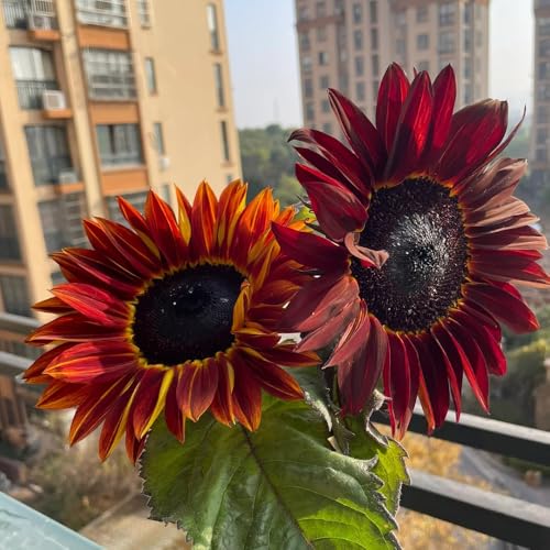 girasoles perennes resistentes, de larga de jardín que aman la sombra, resistentes decoración perennes para pleno sol balcón con camas elevadas 15pcs