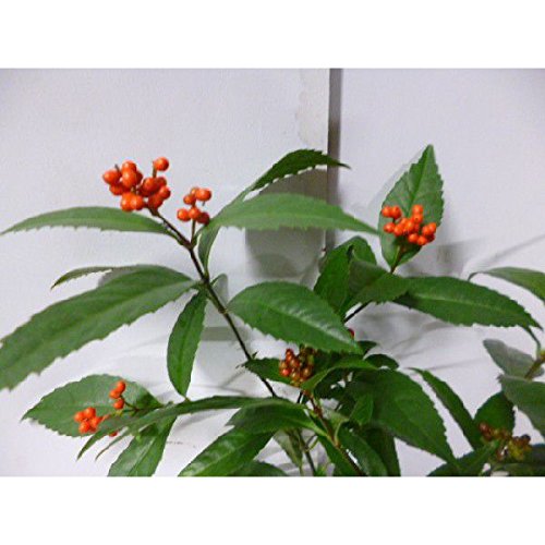 赤い実のなる木14選 庭木や街路樹など季節別に気になる植物をご紹介 暮らし の