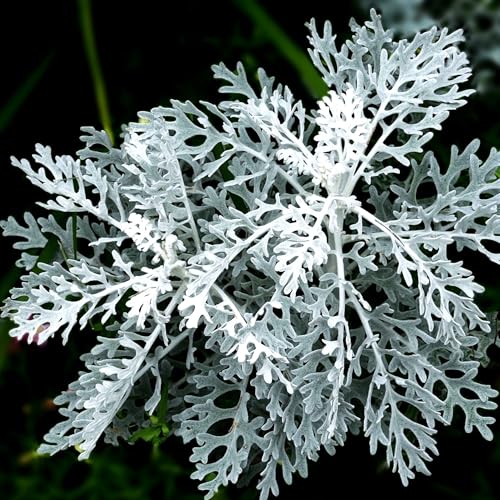 TomorrowSeeds - Dusty Miller Seeds - 6000+ Count - for 2026 Planting Senecio Cineraria Fuzzy Silver...