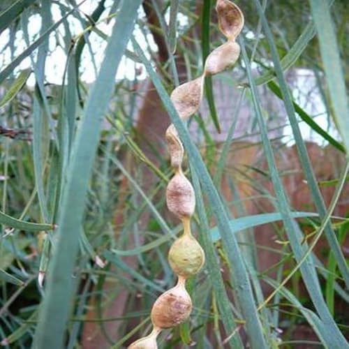 Kviter Tree Shoestring Acacia Willow Tree 30 Seeds - Harvested Seeds For Home And Garden #TOP2