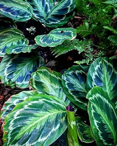 Creative Farmer Indoor Plants Calathea Roseopicta Madallion, 12 Cm Pot Live - Gardening|Home Decoration|Hanging Basket (Gardening Healthy Plant)