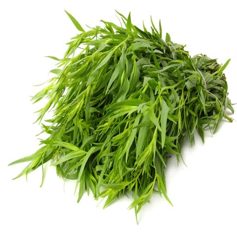 40pieces Green Tarragon Plant Seeds