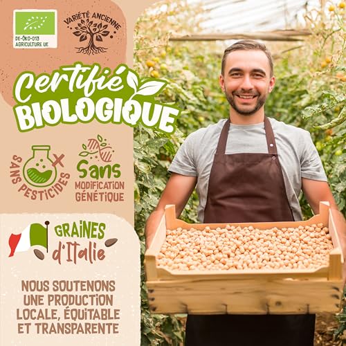 Graines de coriandre bio ZenGreens semences premium pour microgreens