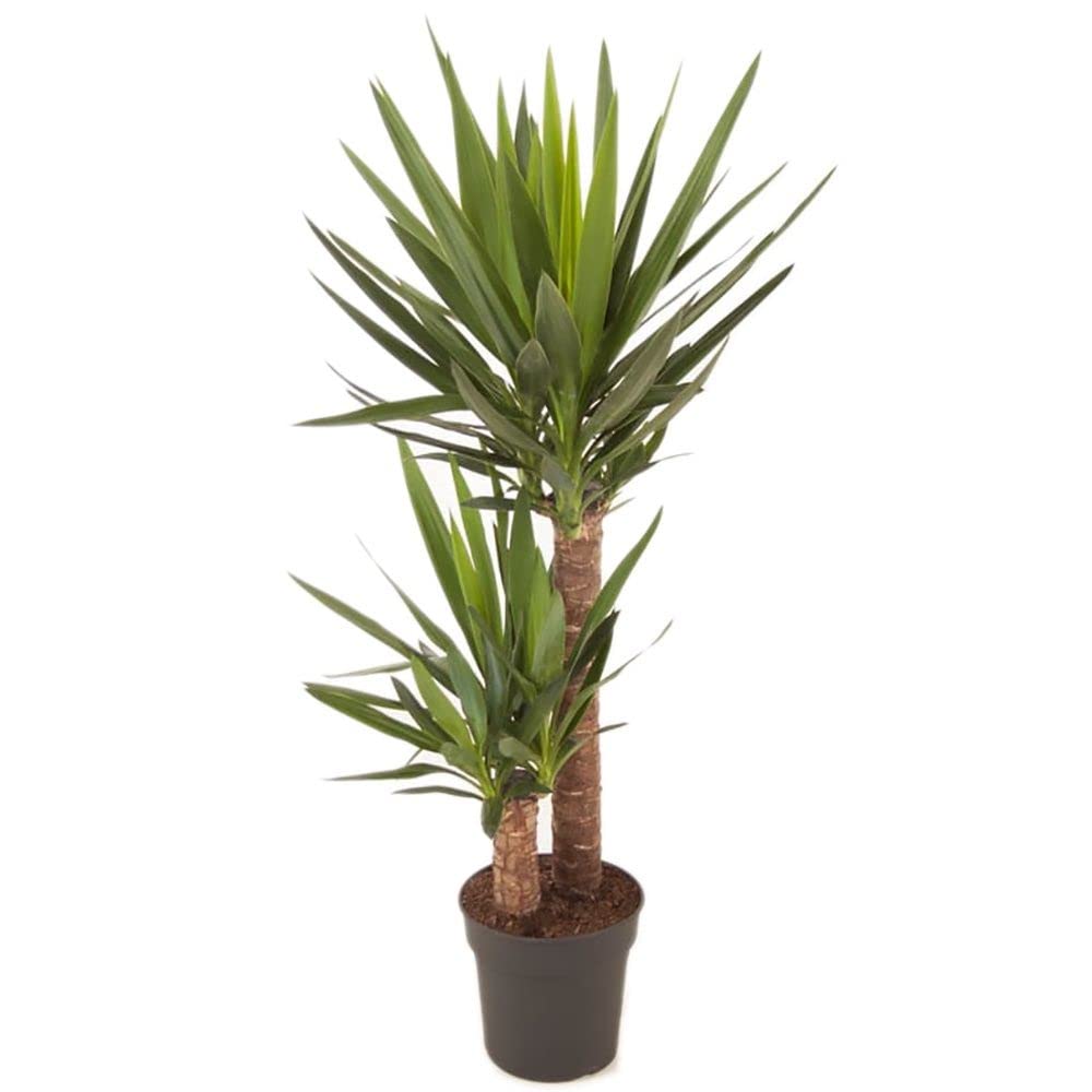 Planta de Yucca Elephantipes de 100cm 2 Troncos - Belleza Natural y Sencilla para tu Hogar