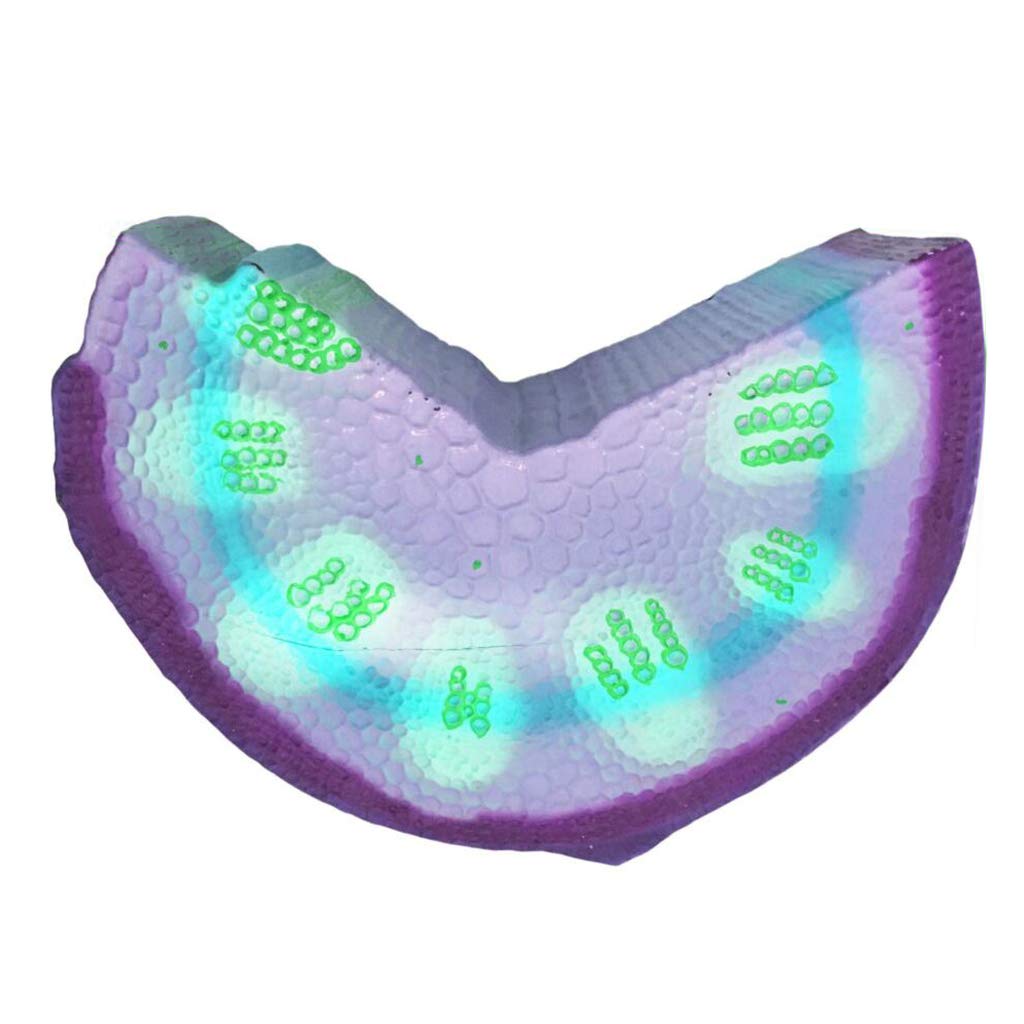 Dicotyledonous Herb Stalk Anatomy Model Plant Model Biological Teaching Instrument Experimentation Equipment Medical Education Too