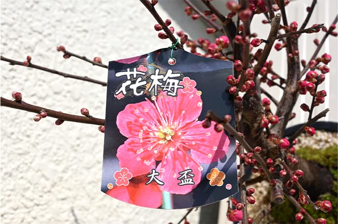 Amazon.co.jp: 春の3月頃にウメのかおりを大盃紅梅鉢花 梅盆栽 紅梅