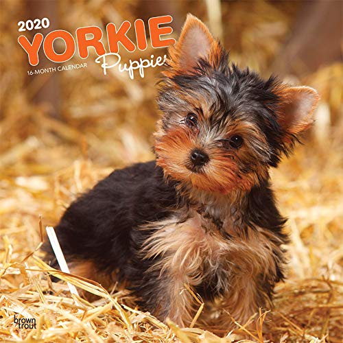 Télécharger Yorkie Puppies 2020 Calendar livre En ligne