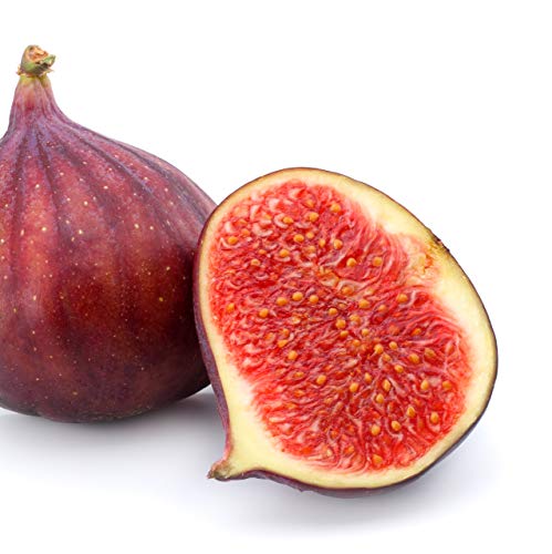 Ge Neri (Italian) Fig Live Plant - Ficus Carica - Wellspring Gardens Starter Plant #TOP3