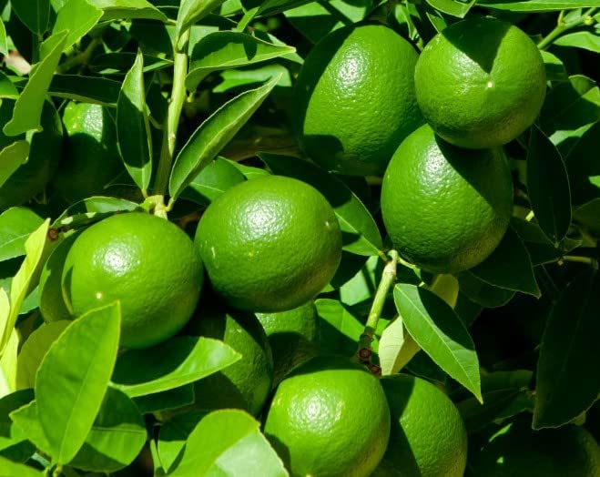 Sundhi Tissue Culture Seedless Lemon Plant High Yield : Amazon.in ...