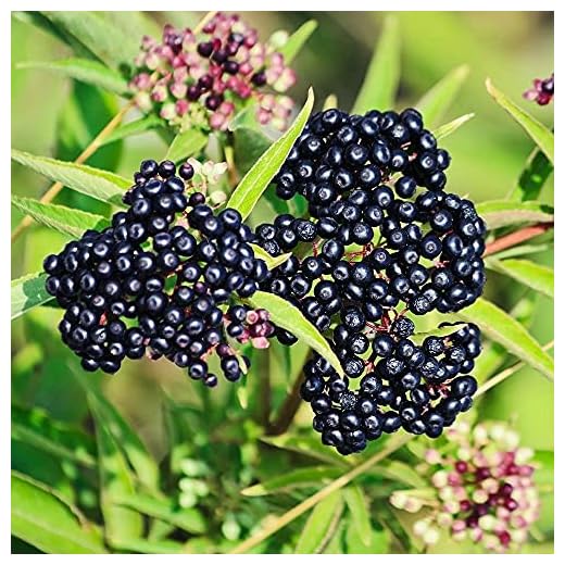 2 American Elderberry Plants Live for Planting - Black Elderberry Bush Live Plants - Sweet Elderebrry Fruits