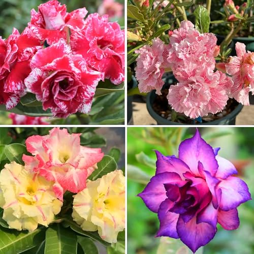 Mixrug 5pcs Colorful Desert Rose Seeds for Planting, Rare Beauty