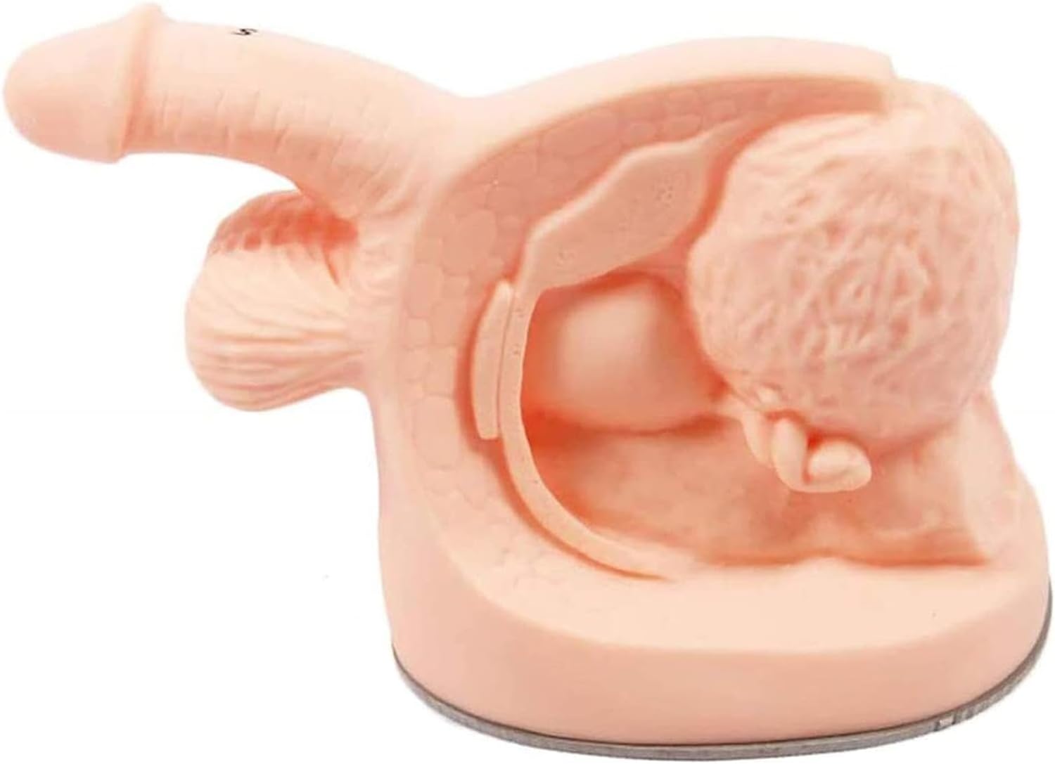Male Catheterization Anatomical Model, Male Catheterization Model, PVC Catheterization Simulator, for Nurse Education and Training Assistance