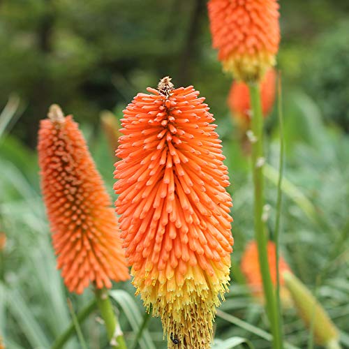Outsidepride Kniphofia Uvaria Red Hot Poker Garden Flower Plants - 1000 Seeds Outsidepride Kniphofia Uvaria Red Hot Poker Garden Flower Plants - 1000 Seeds