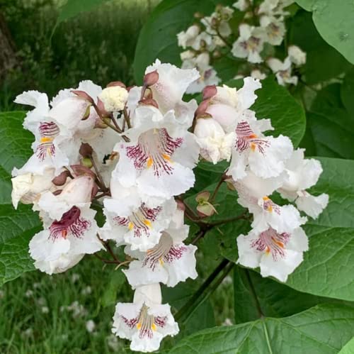 Chuxay Garden 10 Seeds Catalpa Bignonioides,Southern Catalpa,Catawba,Indian Bean Tree Large Deciduous Tree Great For Ornamental Shade Or Street Tree #TOP1