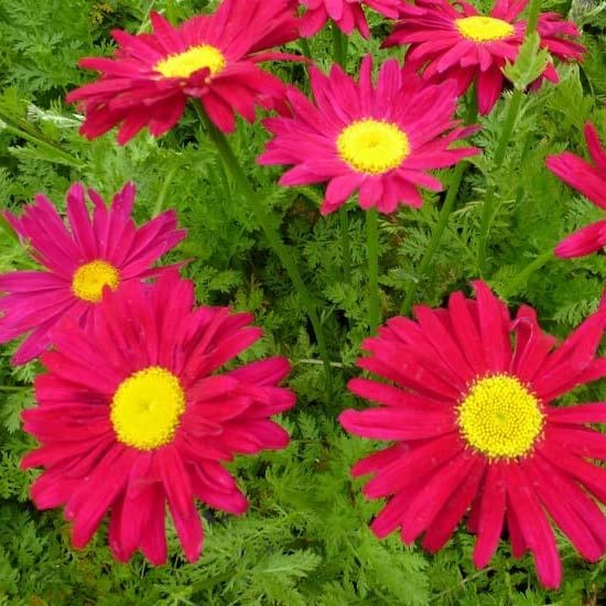 6x Tanacetum coccineum 'Robinson's Red' – Vaso 9x9 cm – fioritura rosso vivo ornamentale