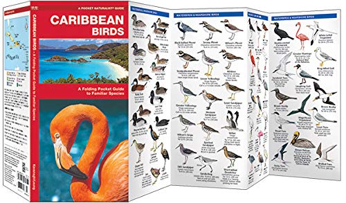 Caribbean Birds: A Folding Pocket Guide to Familiar Species (A Pocket Naturalist Guide) - Image 3