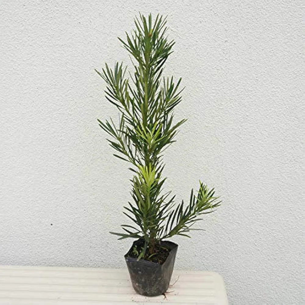 ラカンマキ 苗木 20本 Amazon.co.jp: 苗/苗木 【20本セット】 ラカンマキ 樹高0.4m前後