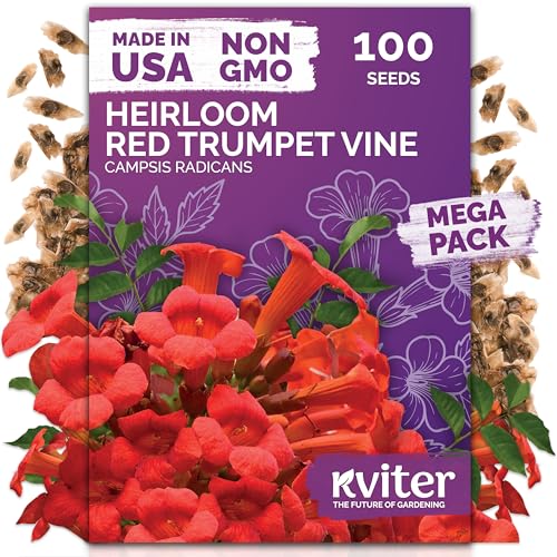 KVITER 100 Red Trumpet Vine Seeds for Planting (Campsis Radicans) – Trumpet Creeper, Organic & Heirloom Hummingbird Vine – Perennial Flower Seeds to Plant Outside – Fences, Trellises & Outdoor Garden