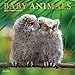 Produktbild Baby Animals 2019 Calendar