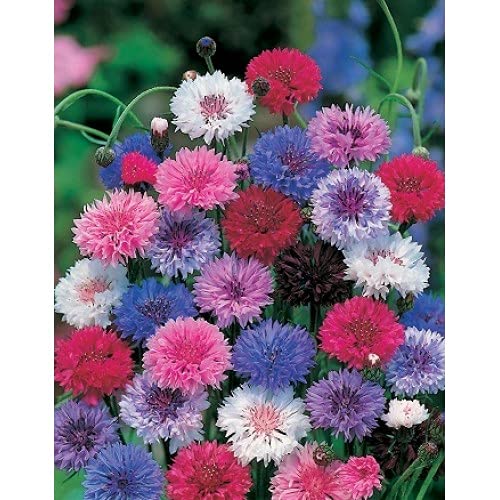 GARDENIFY INDIA CORNFLOWER SEEDS (50 SEEDS/PACKET) (B093Z5C2TW) Amazon Price History, Amazon Price Tracker
