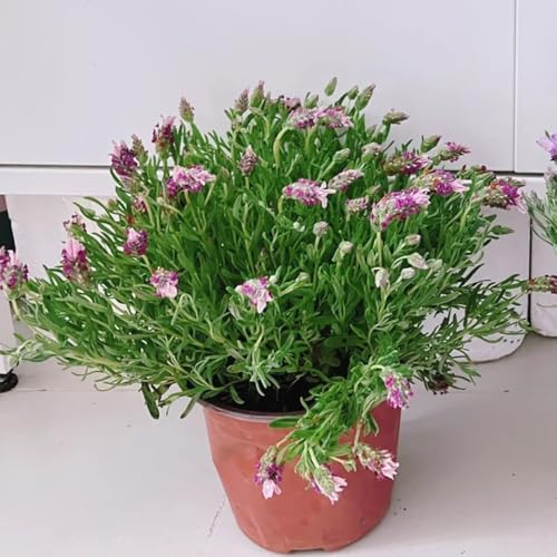 Semi di lavanda biologici, lavandula angustifolia di selvatici perenni resistenti di lavanda perenne resistente tappezzante, 200pcs