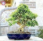 Evergreen Ornamental Boxwood Shrub Bonsai Boxwood Tree Seeds Insect Repellent Boxtree Garden Plants Absorb Formaldehyde Pack of 20 : Seeds Only