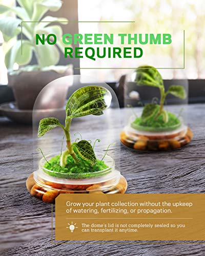 Bloomify Jewel Orchid [Macodes Sanderiana/Petola] Live Orchid In Self-Sustaining Ecosystem, 100% Maintenance Free Healthy Terrarium Plants Guarantee. (M. Petola With Moss) #TOP3