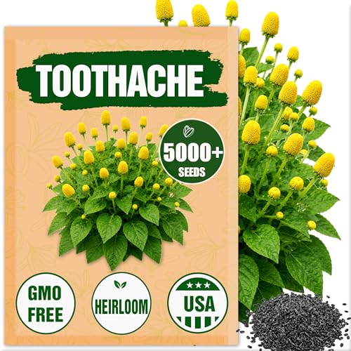 Premium Toothache Plant Seeds for Planting (Acmella oleracea) 5000+ Heirloom Non GMO Buzz Button Seeds Buzz Button Edible Flowers Unique Ornamental Herb Flower Seeds for Garden