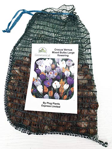 Crocus Vernus Bulbs X 100 Mixed Dutch Large Flowering by Growtanical®